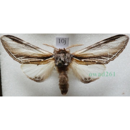 Pheosia tremula (Clerck, 1759) male Garbatka osinówka Czech10j